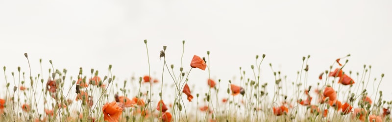 茂密森林中的阳光小径，象征与自然和谐共处的绿色生活方式